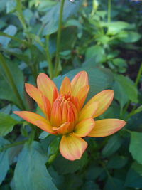 Close-up of day lily blooming outdoors