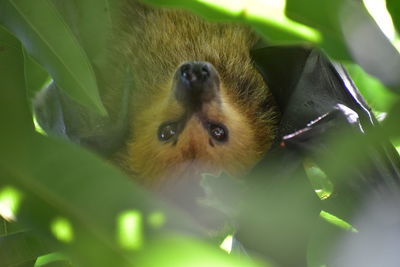 Close-up of a monkey