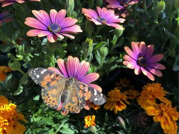 High angle view of pink flowers and butterfly 