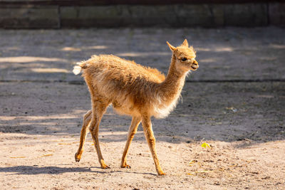 A young vinkunja or vicuna in a zoo has a lot of valuable wool, germany