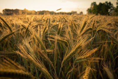 Close-up of wheat growing on field