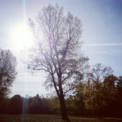 Bare trees on field