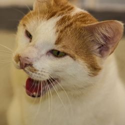 Close-up of cat looking away