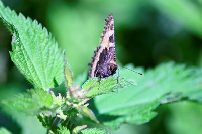 Close-up of butterfly on leaf