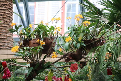 Close-up of plants
