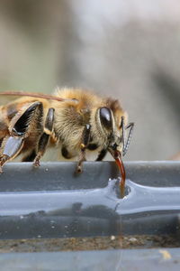 Close-up of bee pollinating