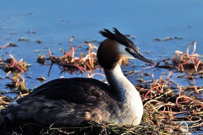 Close-up of bird on lakeshore