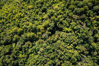 High angle view of trees in forest