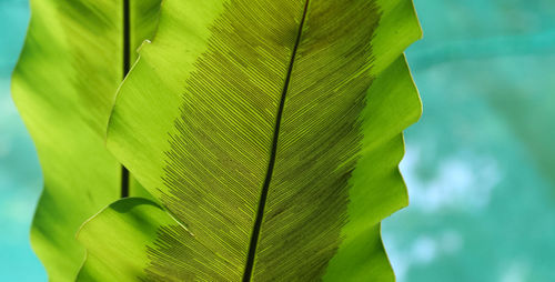 Close-up of green leaves