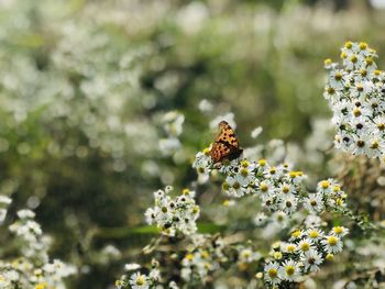 Close-up of butterfly pollinating on flower