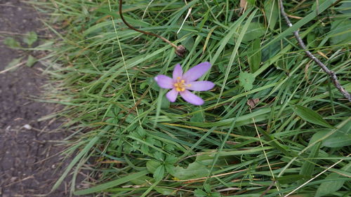 High angle view of purple crocus flowers on field