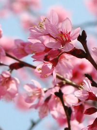 Close-up of pink cherry blossom