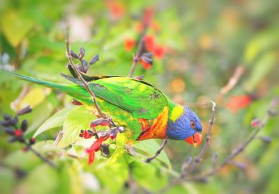 Close-up of parrot perching on plant