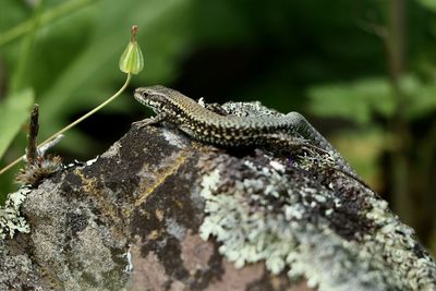 Close-up of lizard on rock