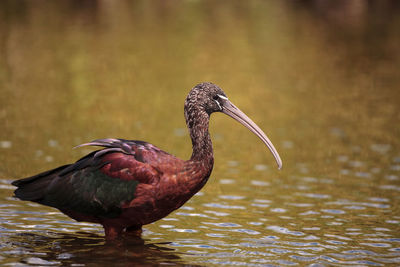 Glossy ibis plegadis falcinellus wades through a marsh and forages for food in the myakka river 