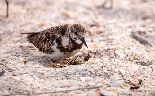 Nesting ruddy turnstone wading bird arenaria interpres along the shoreline of barefoot beach