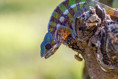 Close-up of a reptile against blurred background