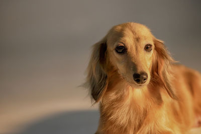 Close-up portrait of a dog looking away