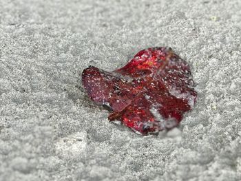 Close-up of red sand on beach