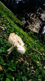 Close-up of a mushrooms