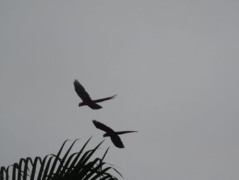 Low angle view of birds flying against clear sky