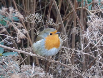 Close-up of bird perching on branch