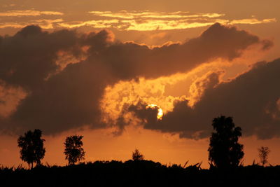 Silhouette of trees at sunset