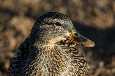 Close-up of bird