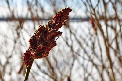 Low angle view of snow on plant