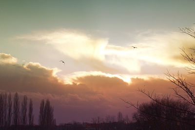 Low angle view of silhouette birds flying against sky