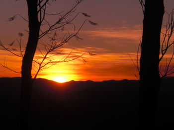 Silhouette of bare trees at sunset