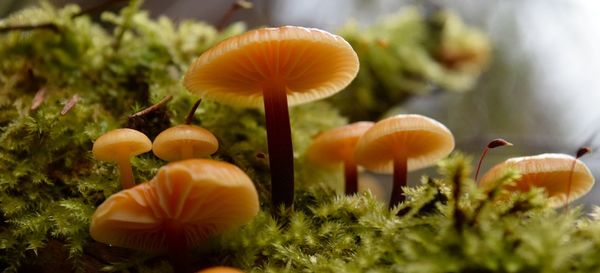 Close-up of mushroom growing on field