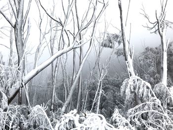 Bare trees in forest during winter