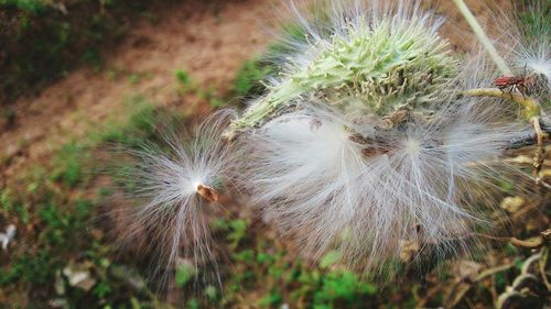 Close-up of plant against blurred background