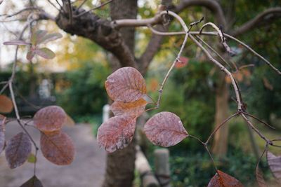 Close-up of fruit growing on tree