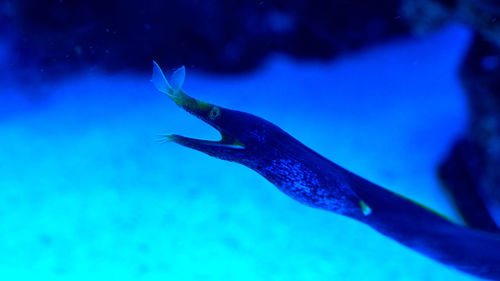 Close-up of fish swimming in sea