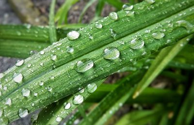 Close-up of water drops on green leaves during rainy season