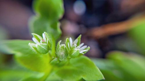 Close-up of flower buds