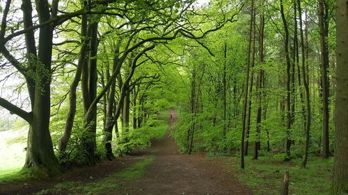 Dirt road amidst trees in forest