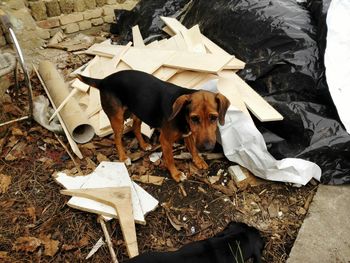 Low section of dog on paper