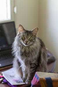 Portrait of cat sitting on table