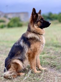 Dog looking away while sitting on field