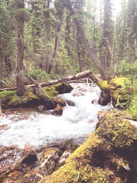 Stream flowing amidst trees in forest