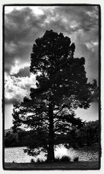 Trees against cloudy sky