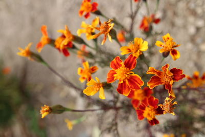 Close-up of orange flowers blooming outdoors