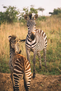 Zebra standing on field