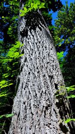 Low angle view of tree trunk in forest