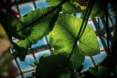 Close-up of fresh green leaves