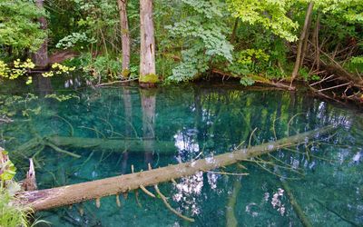 Scenic view of lake in forest