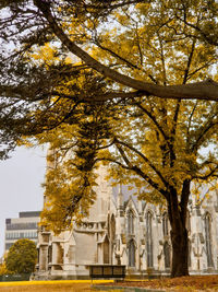 Low angle view of trees